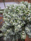 Preview: Abies koreana Kohouts Icebreaker2